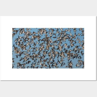 Wintering Ducks in Flight Posters and Art